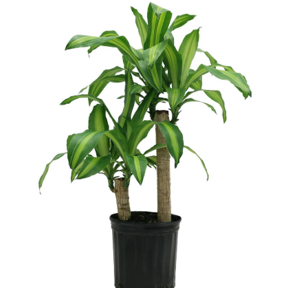 Plants That Are Good for Windowless Offices
